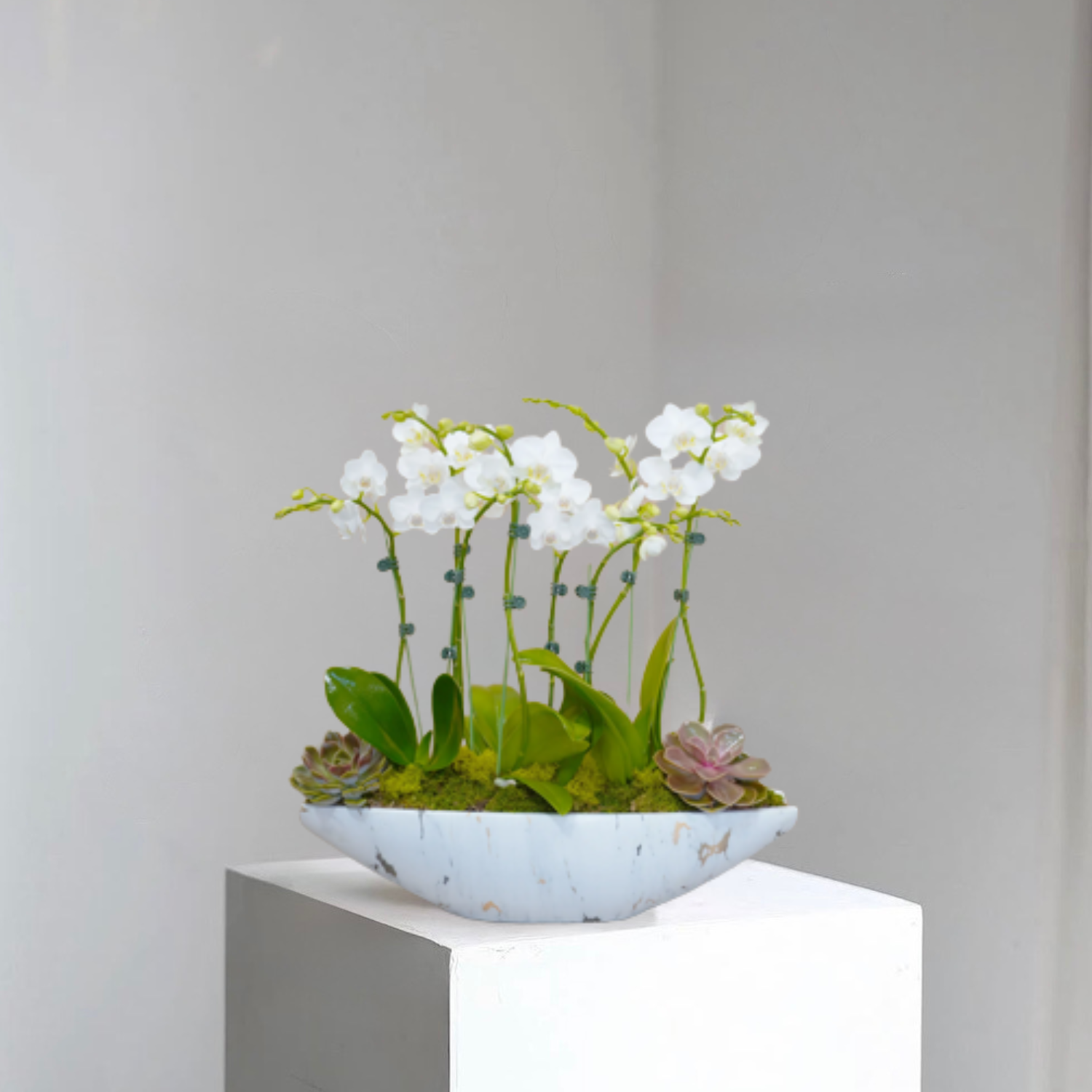 Orchid Oasis Orchid Oasis - Image 1