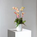 Sunset Orchid Garden