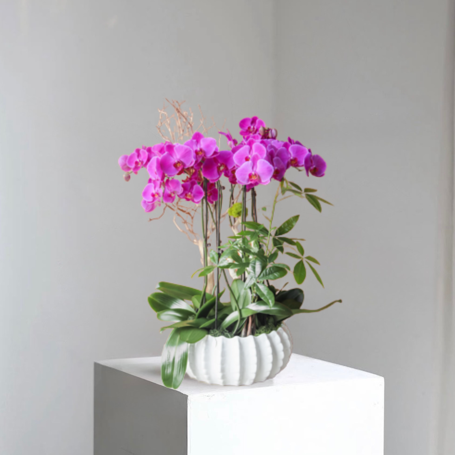 plants (1) Fuchsia Orchid Bloom - Image 1